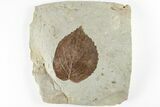 2.6" Fossil Leaf (Davidia) - Montana - #201301-1